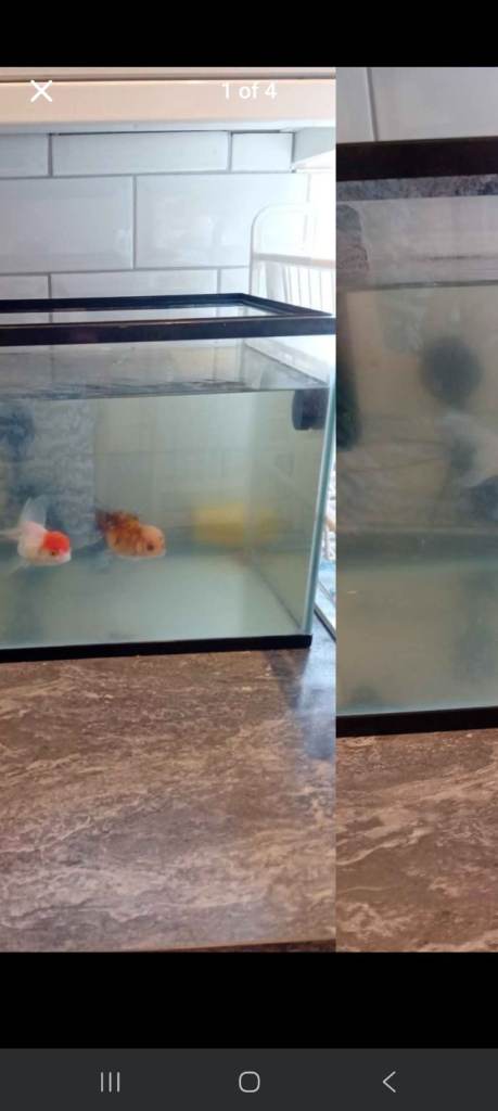 2 jumbo oranda fish