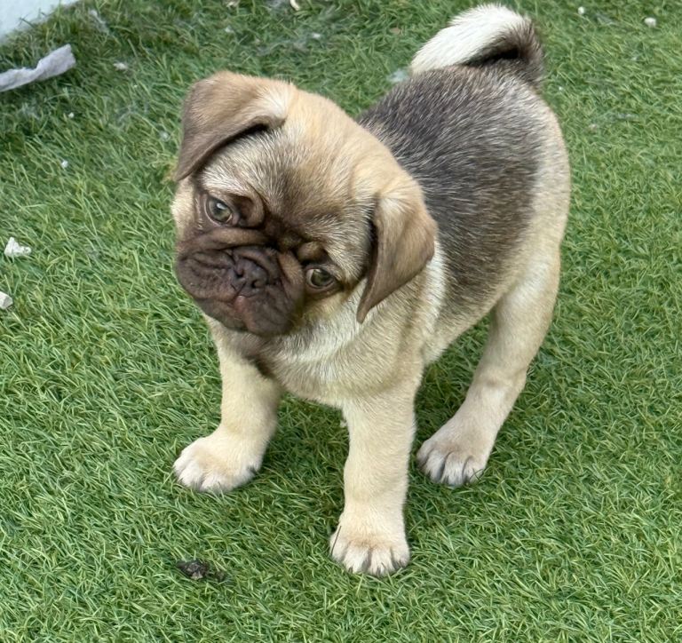 Adorable KC Registered pug puppies 