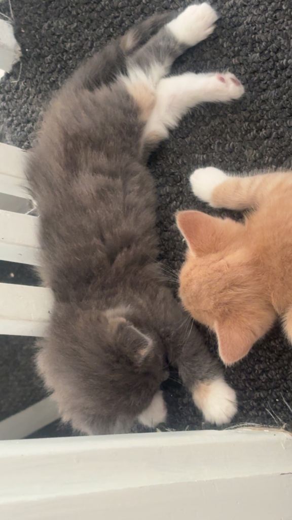 *reserved* 2 x kittens