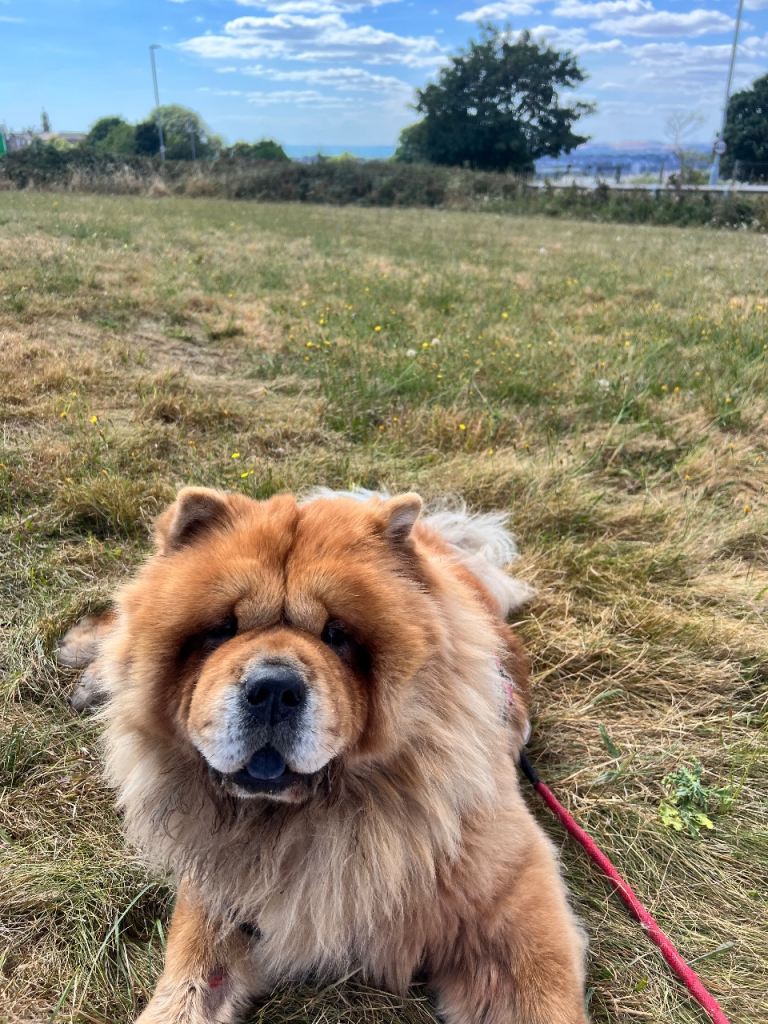 Beautiful cinnamon female chow chow