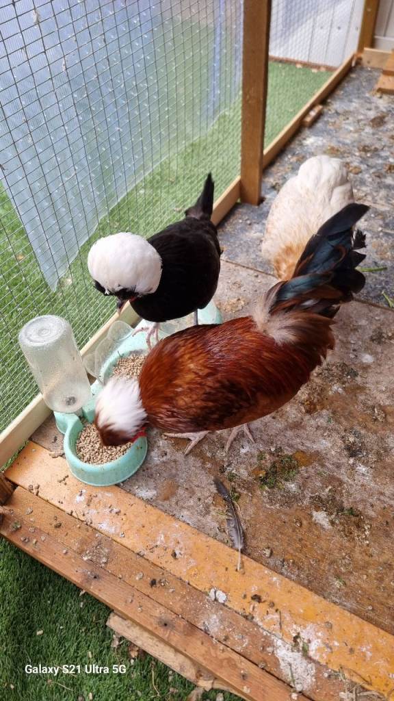 Chicken