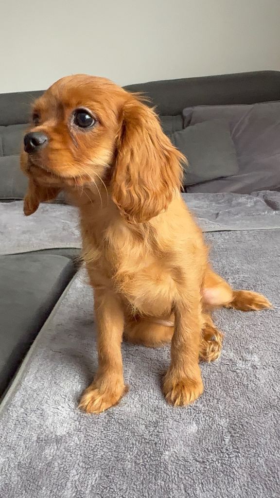 Cavalier King Charles spaniel 