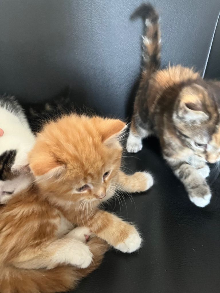 Adorable 8-Week-Old Kittens for Sale💕