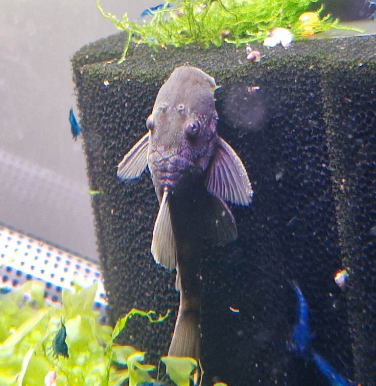 Green Dragon Bristlenose Plecos 40+ Fish & Blue Dream Shrimp Colony – Bulk Sale – Nottingham