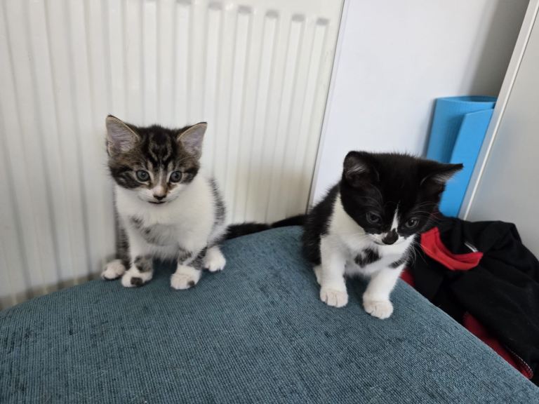 2kitten male and female for sell