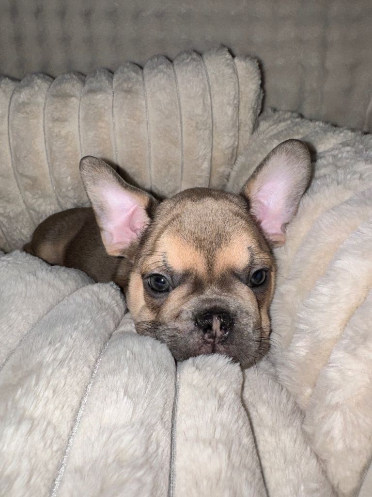 French bulldog puppy