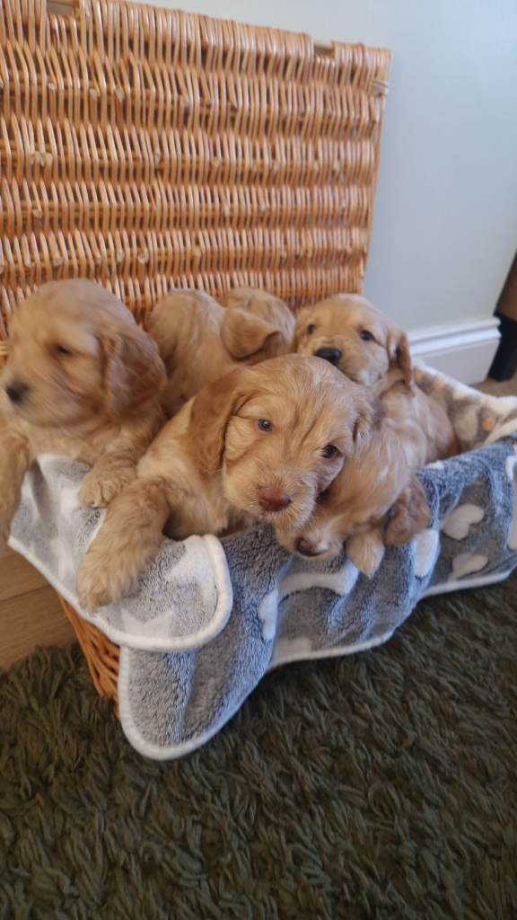 Gorgeous golden Cockerpoo puppies ready in 3 weeks 