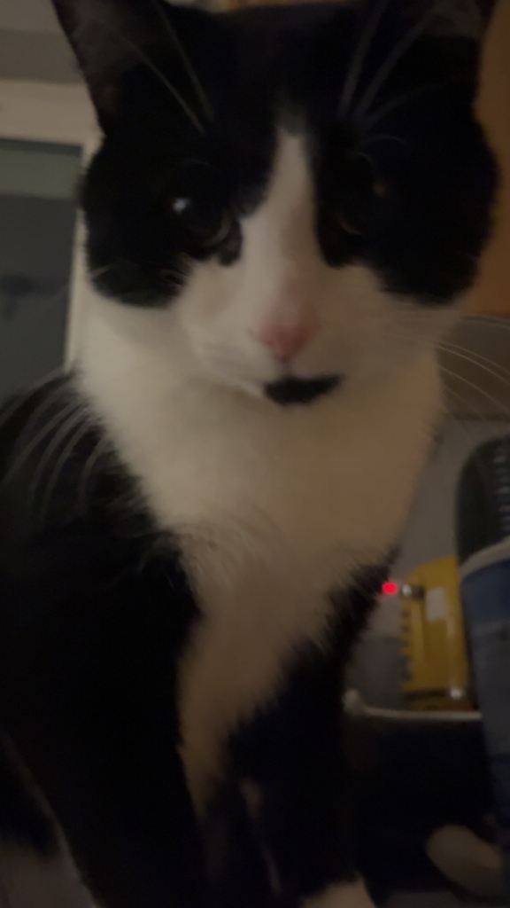 Beautiful cat looking for new home 