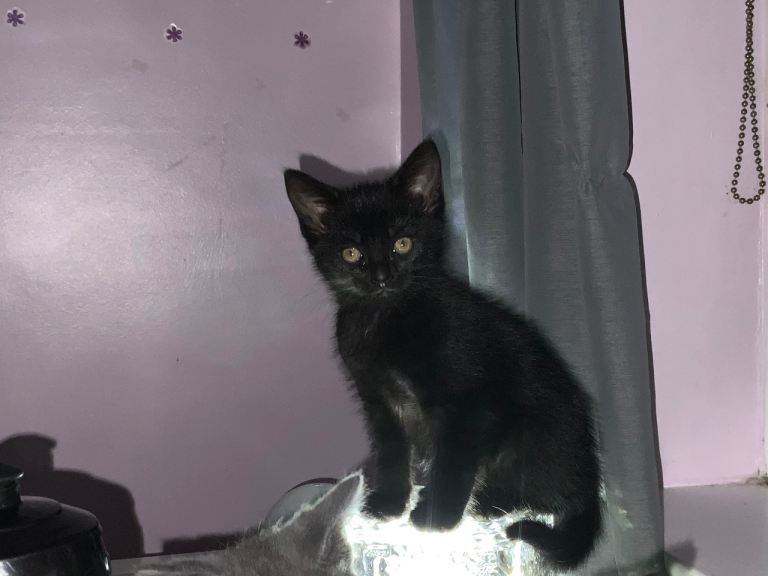 Black kittens for sale