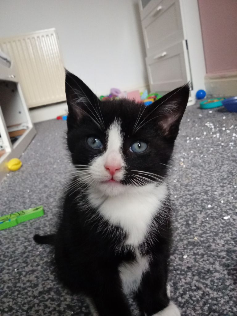 2 gorgeous kittens ready for a forever home 