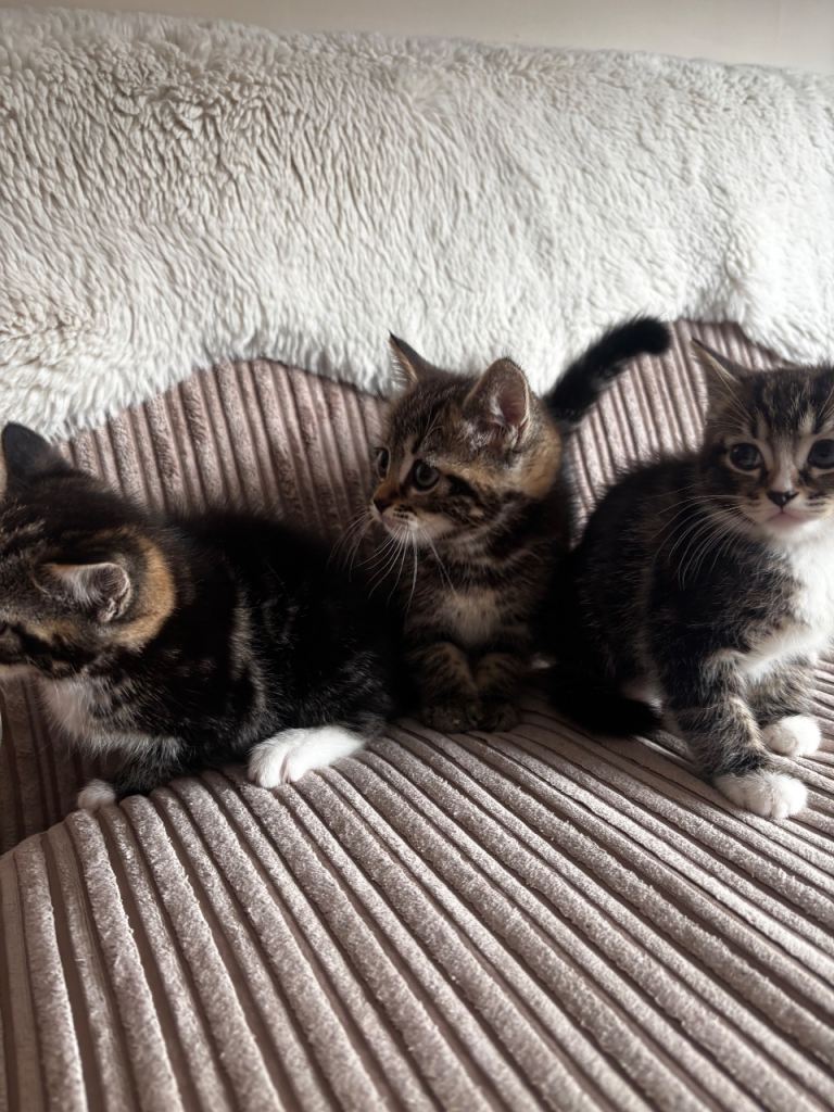 3 female kittens ragdoll x 