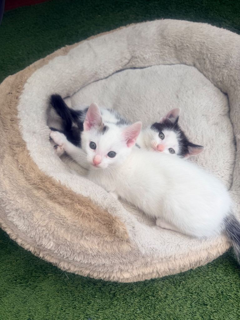 3 beautiful cute kittens 2 male 1 female looking for their new loving family