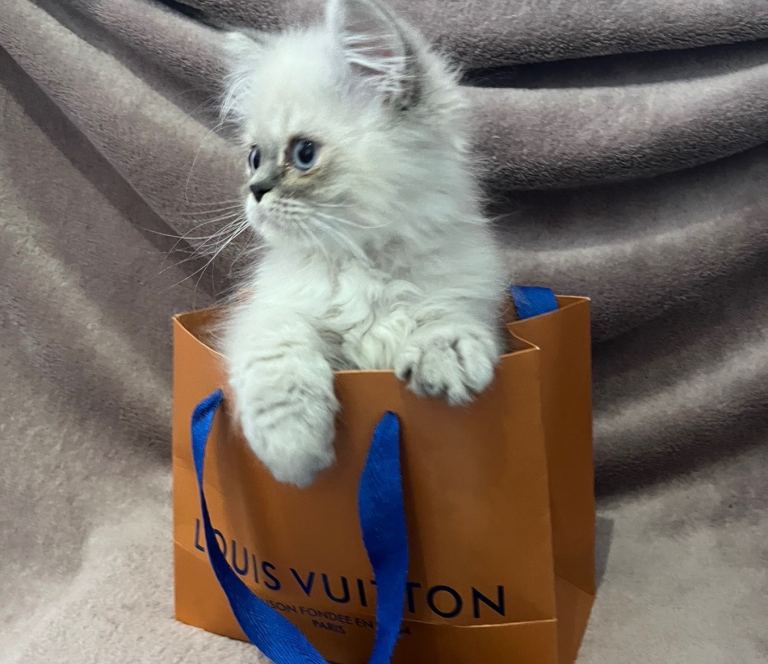 Ready Now -  Fully vaccinated. 1 very playful Persian kitten (m) 