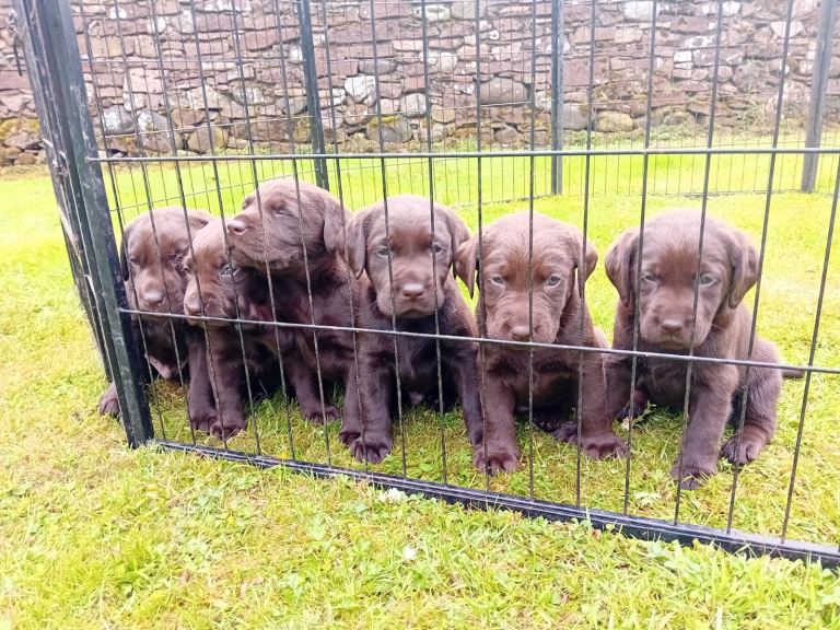 Chocolate Labrador puppies ready to go in 3 weeks 