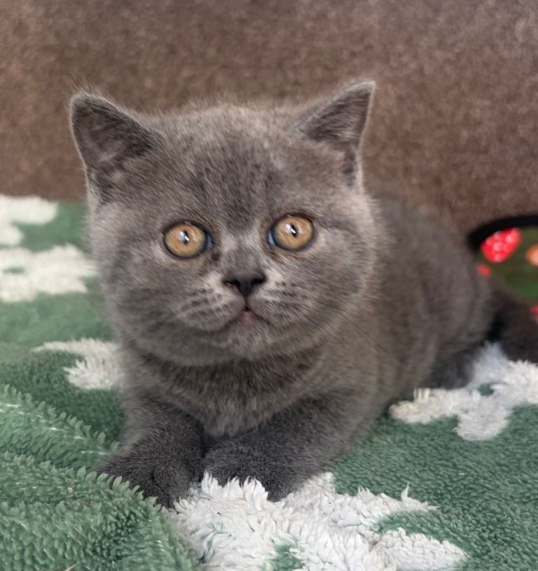 Stunning British Shorthair Blue Kittens Last Male