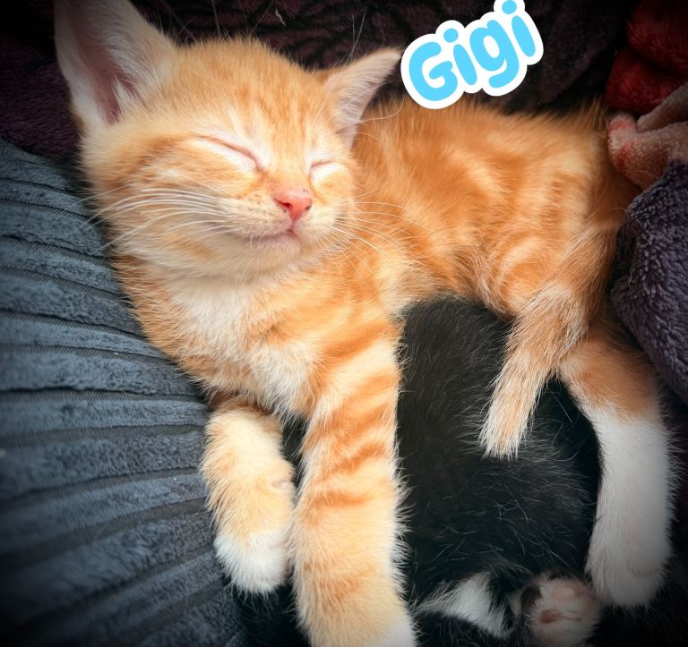 Male Kittens 🐱 