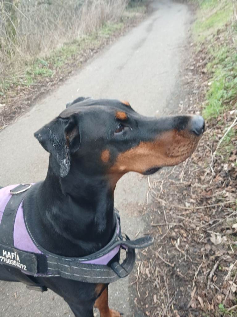 DOBERMANN PUPPIES – FCI CHAMPION BLOODLINES – FULLY HEALTH TESTED PARENTS