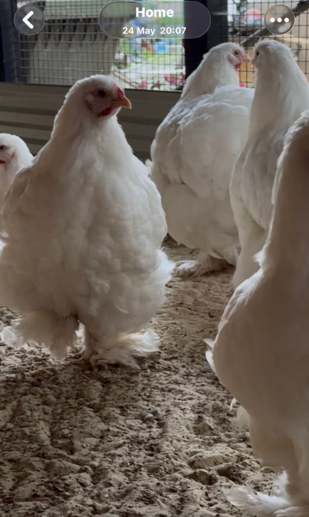 26 weeks POL chickens 