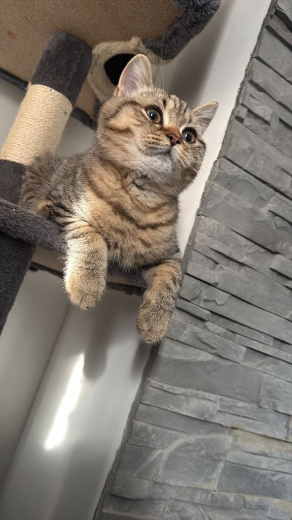 Beautiful British Shorthair kittens looking for their forever homes 🐾