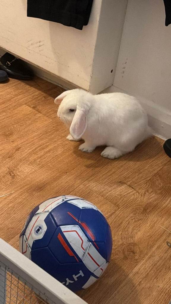 Bunny