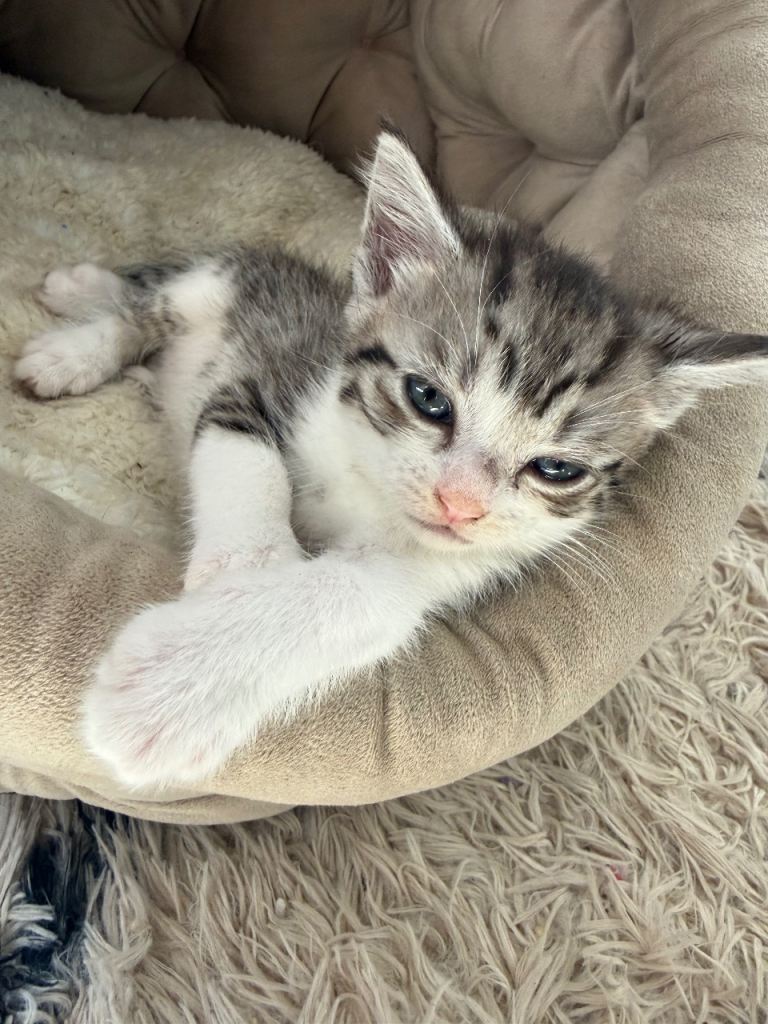 Kittens