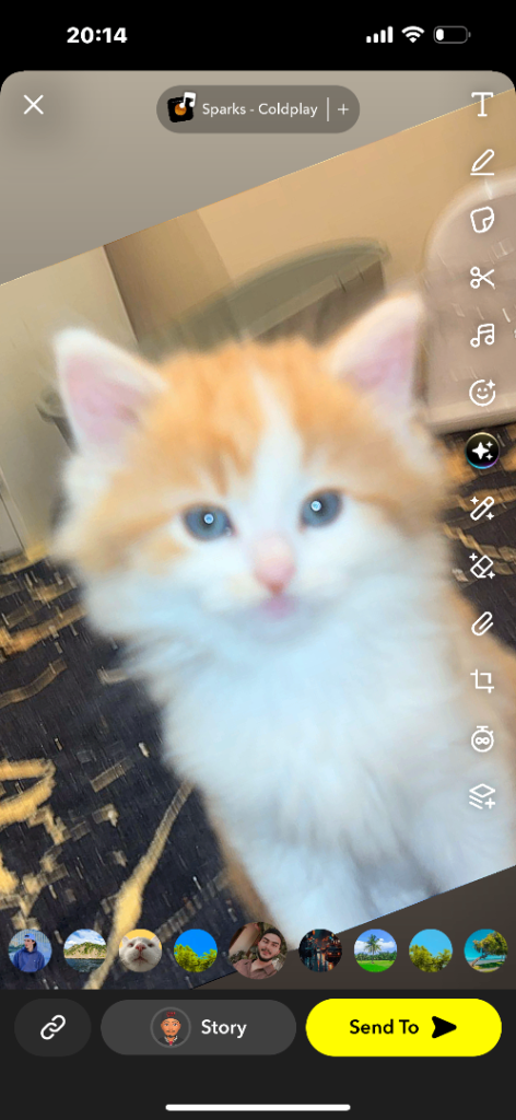 Two Maine coon cross kittens