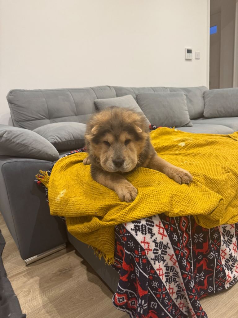 Chow chow pup one for 