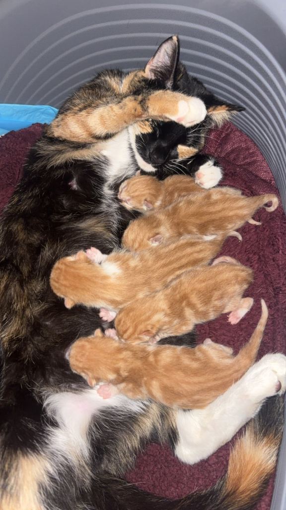 Kittens 
