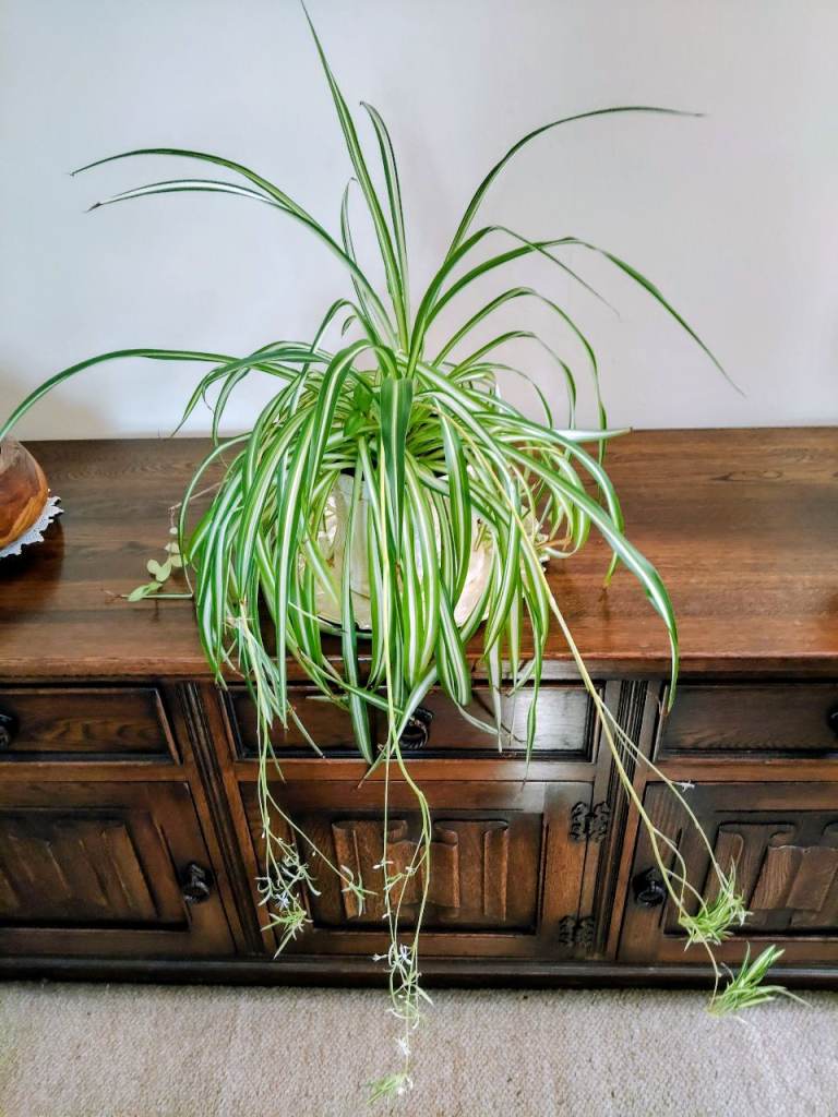 VERY LARGE SPIDER PLANT & OTHERS & TRADESCANTIA PLANTS SEE PRICES ON AD