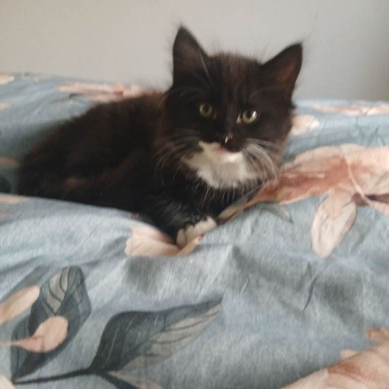 2 Long hair domestic kittens..150£ each cat