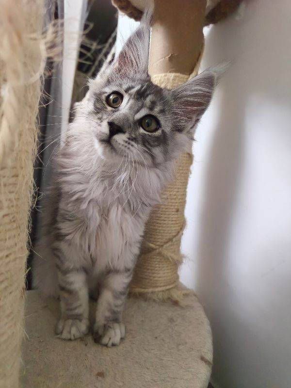 Ready now Maine coon kittens Pedigree TICA