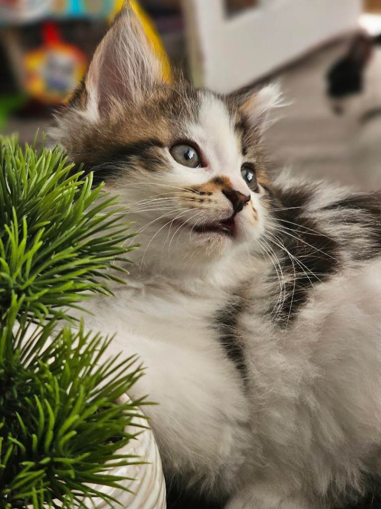 10 weeks ready to leave Kittens (mum is maine coon cross) 