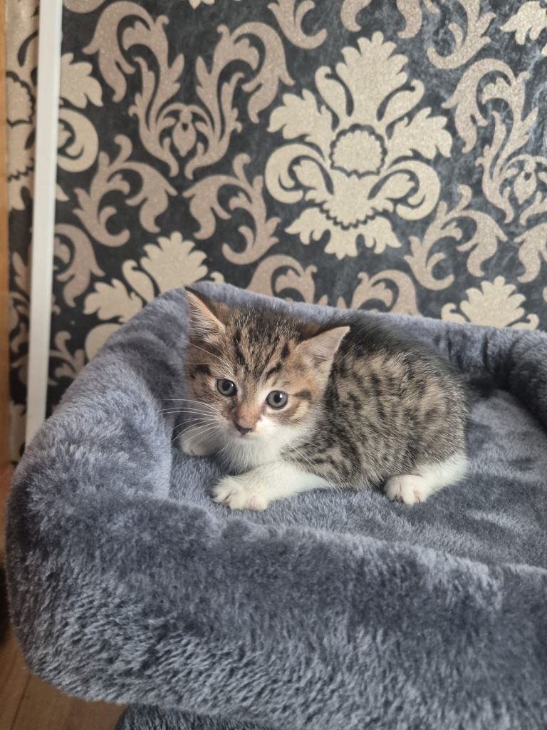 Playful kittens for sale 