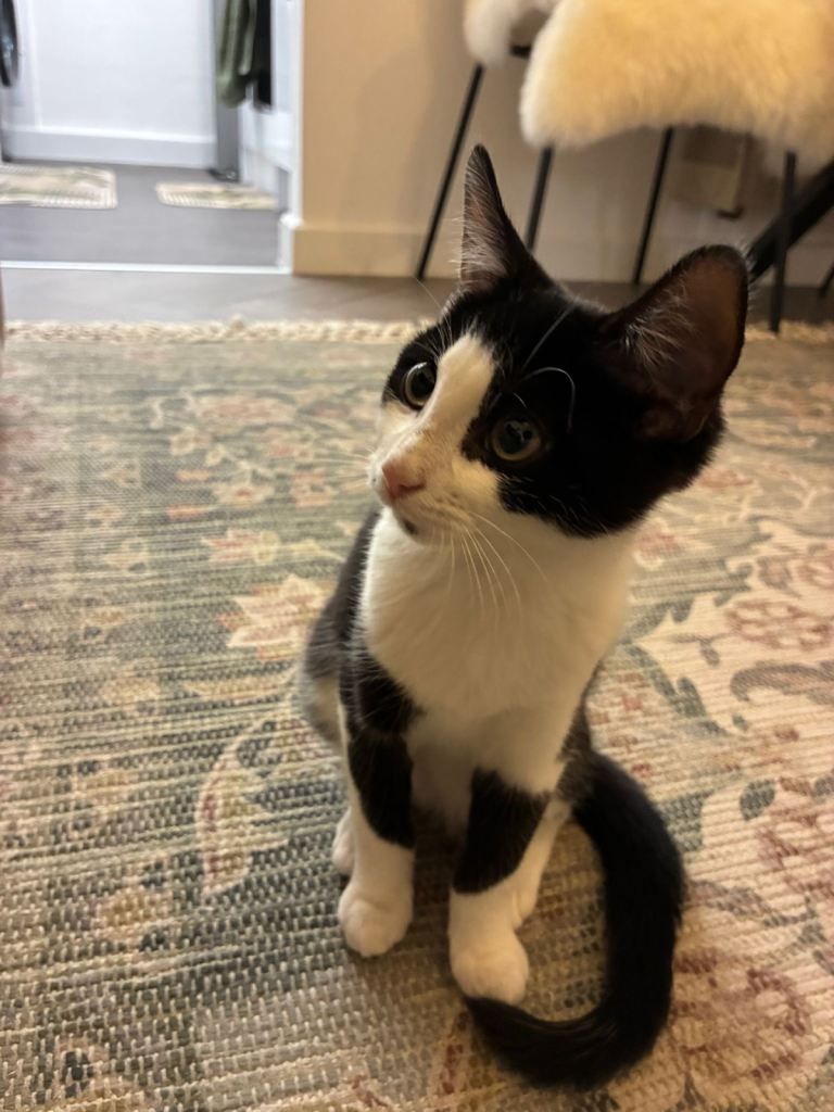 Kitten 