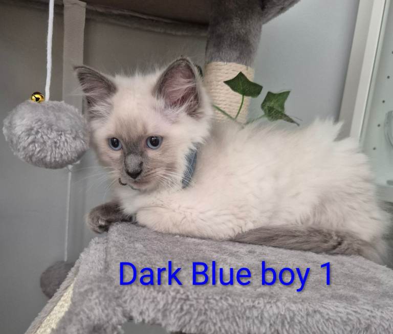 😻 Ragdoll kitten😻