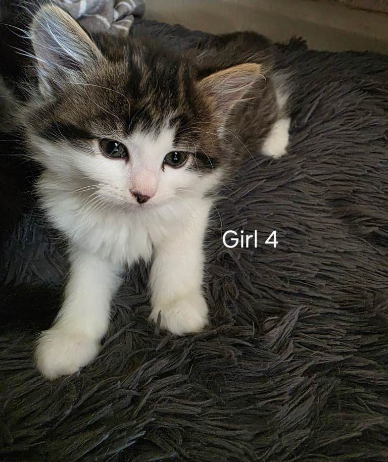 Kittens for sale 