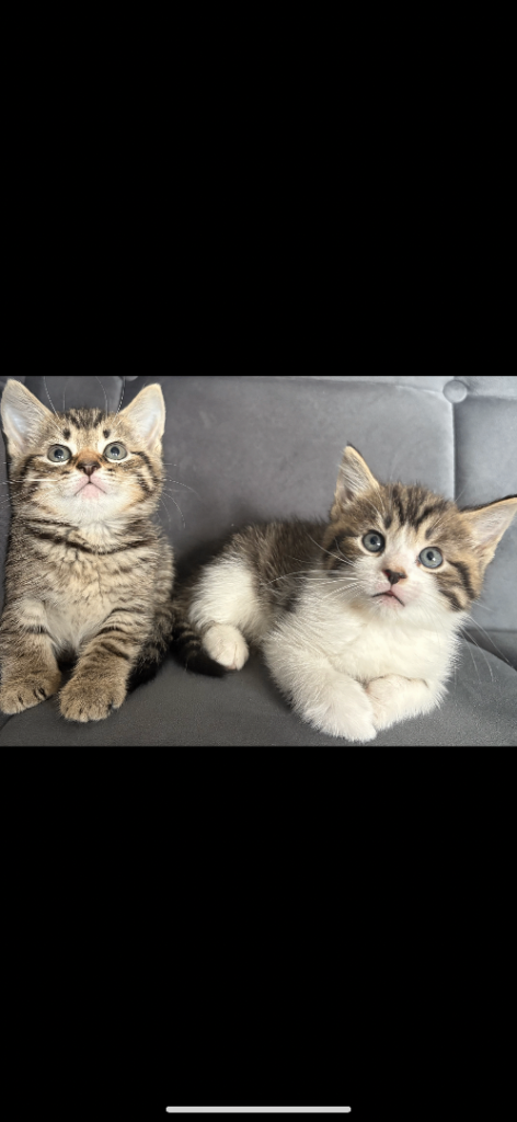Beautiful kittens