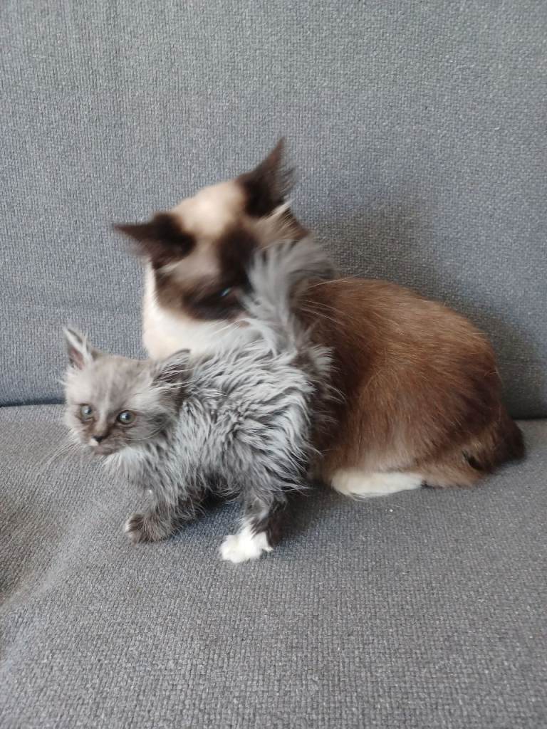 Kittens 
