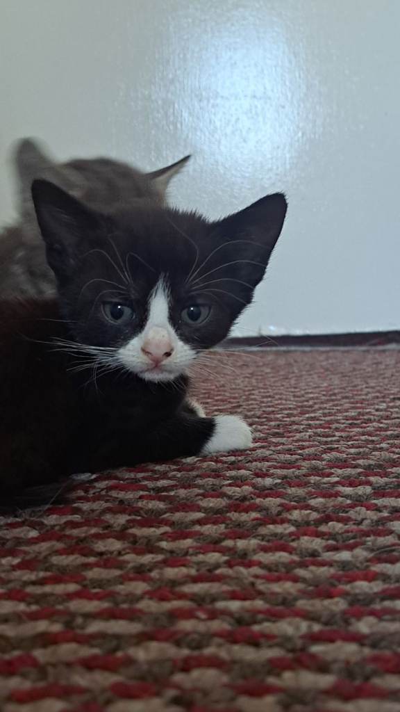 3 black kittens available to go today