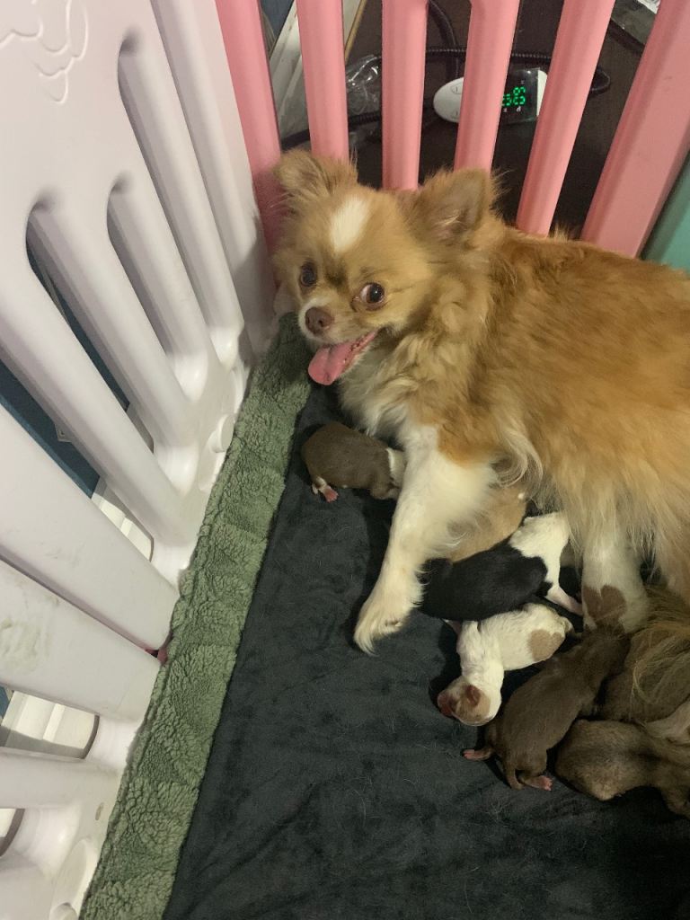 Chihuahua puppies 