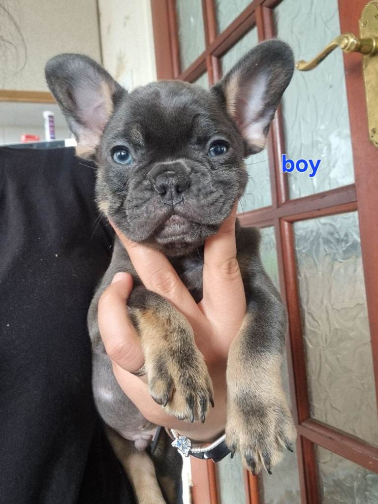 French Bulldog Puppies 