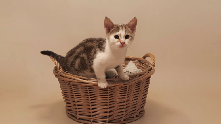 Gorgeous tabby and white kittens 