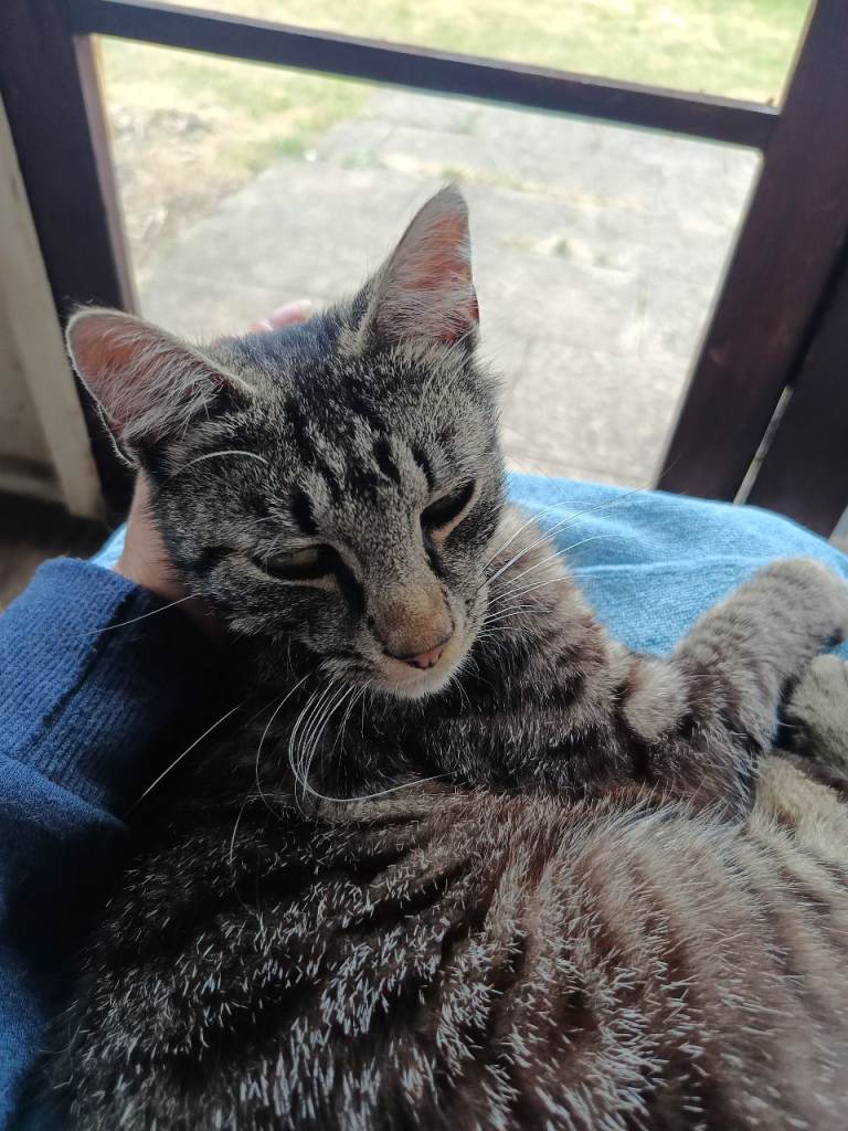 Lovely young male cat