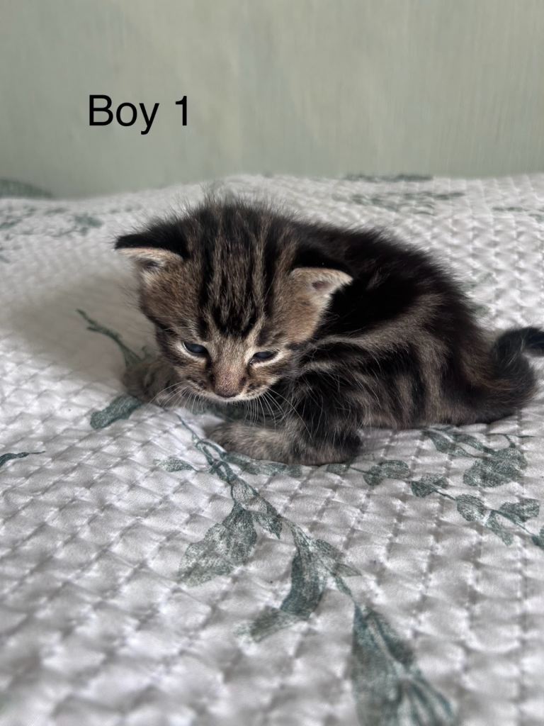 beautiful kittens 