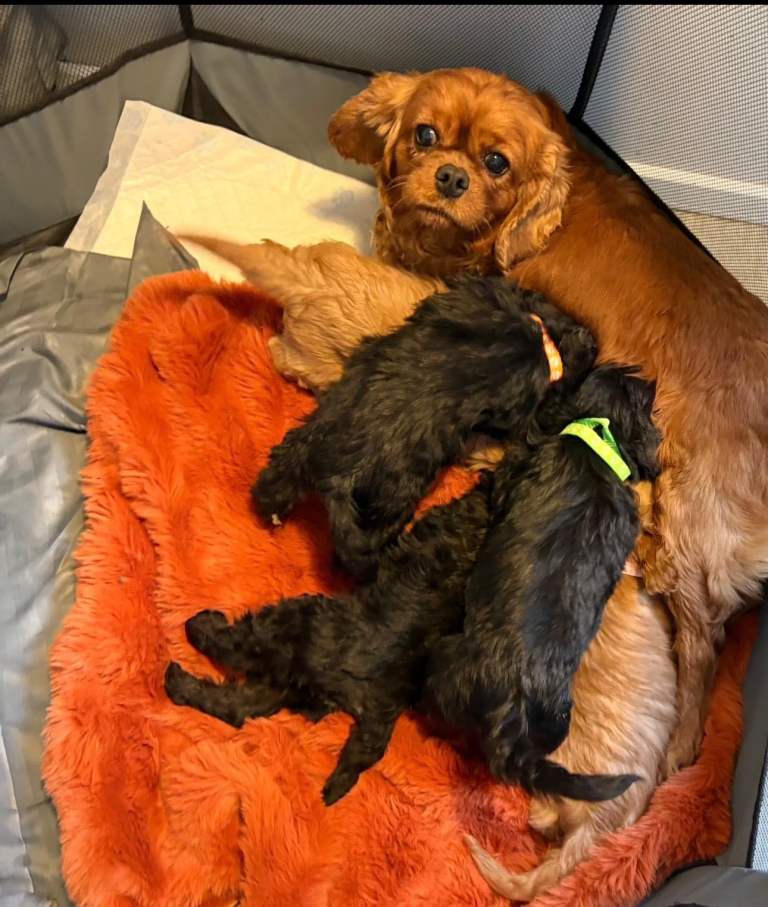 Cavapoo f1 puppy’s 
