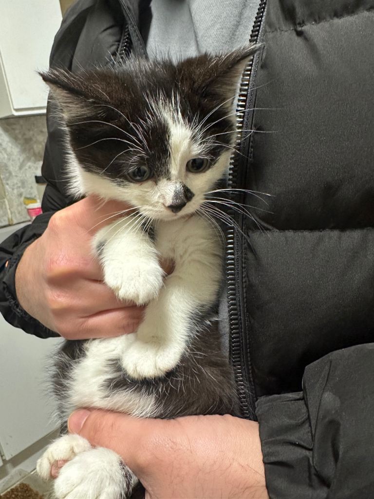 Black & white kittens ready to be rehomed 