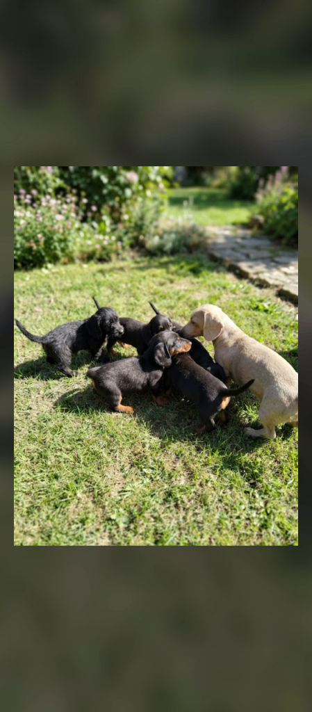 Daxie x toy poodle pups