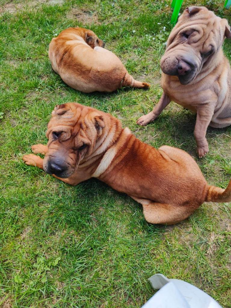 🐾 Two Male Meat Mouth Shar Peis Looking for a Loving Home 🐾
