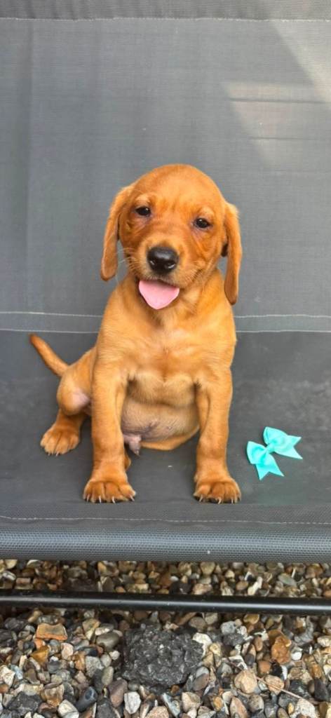 Working labrador puppies 