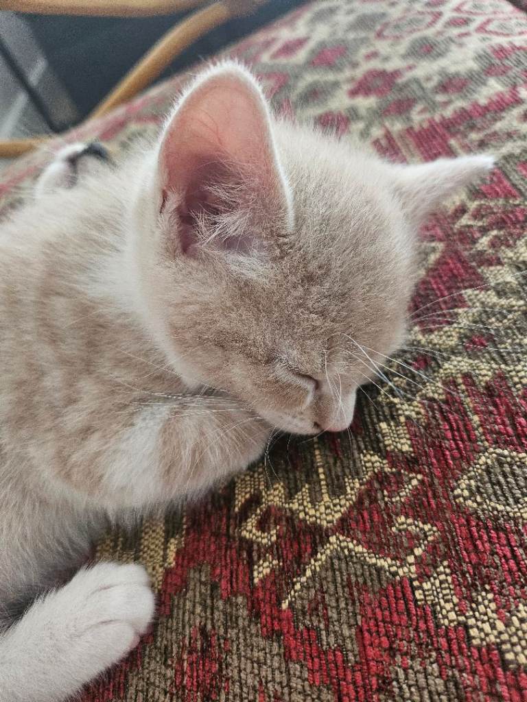 2 boy Kitten for Sale